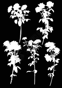 黑色背景上五朵白玫瑰花用五图片