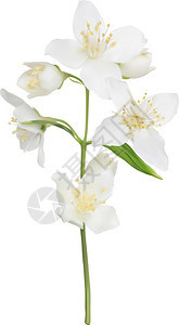用白色的茉花插图将白色背景上的白背景图片