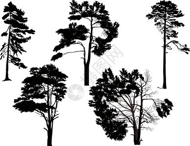 用白色背景上隔离的黑树圆光影画插图Blackwrowssubhou背景图片