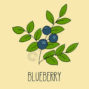 切开的蓝莓蓝莓手画图新鲜的白莓草图背景设计插画