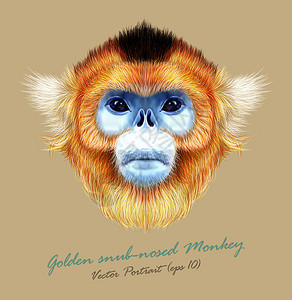 金丝猴有金丝猴野生动物蓝脸矢量亚洲日本有趣的红发灵长类动物肖像丛林金猿逼插画