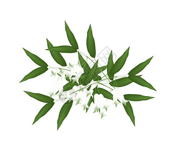 美丽的花朵白色所罗门海豹花朵或多角形多叶花和绿叶的插图图片