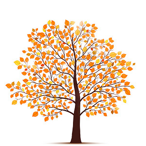 秋天的树插图图片
