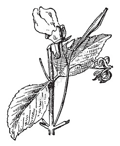 金鱼草图片图片