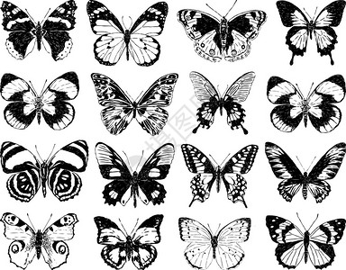 各种蝴蝶的矢量图像背景图片
