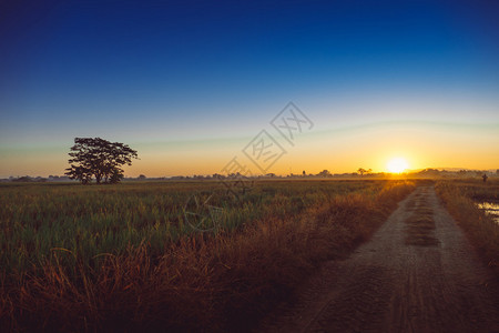 玉米田美丽的夕阳抽象背景自然背图片