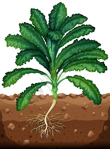 带根插图的新鲜羽衣甘蓝图片