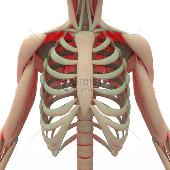 3D人体肌肉用Skel图片
