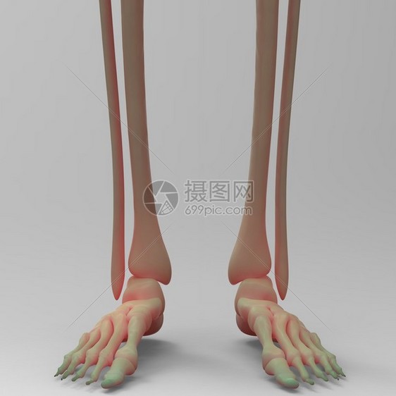 人体骨骼腿关节的3D插图图片