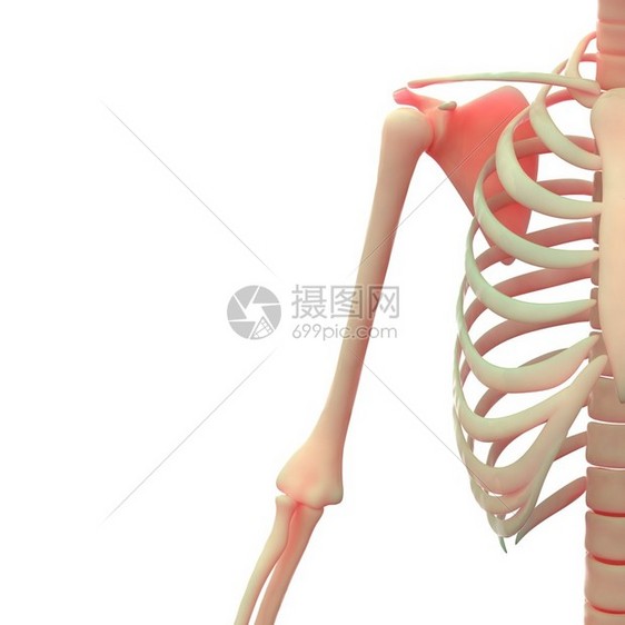 人体骨骼系统的3D插图图片