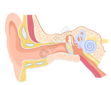 人耳的基本解剖背景图片