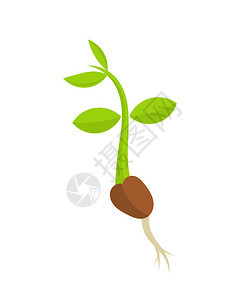 小植物幼苗发芽矢量图背景图片