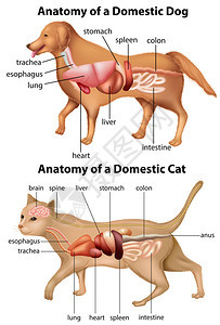 家养狗和猫的解剖图背景图片