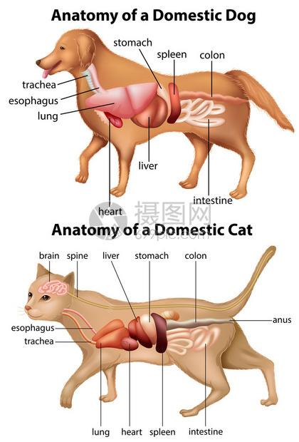 家养狗和猫的解剖图图片