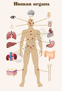 人体器官的图图片