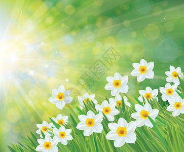 绿色散景背上的白色水仙花图片