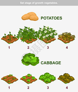种植蔬菜的成套阶段图片