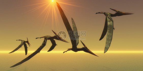 Pteranodons是飞行爬动物生活在北美洲的白鲸时期图片