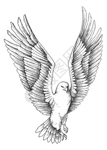 飞翔的剪影插图高清图片一只翱翔的老鹰的简单素描高清图片老鹰背景