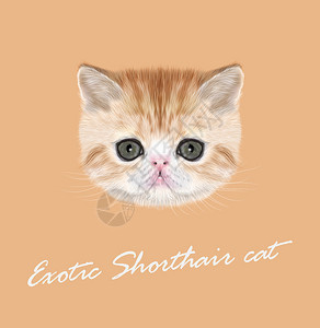 橙色背景上红色虎斑小猫的矢量插图肖像背景图片