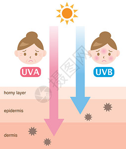 信息图表皮肤插图UVA和UVB射线穿透之间的区别背景图片