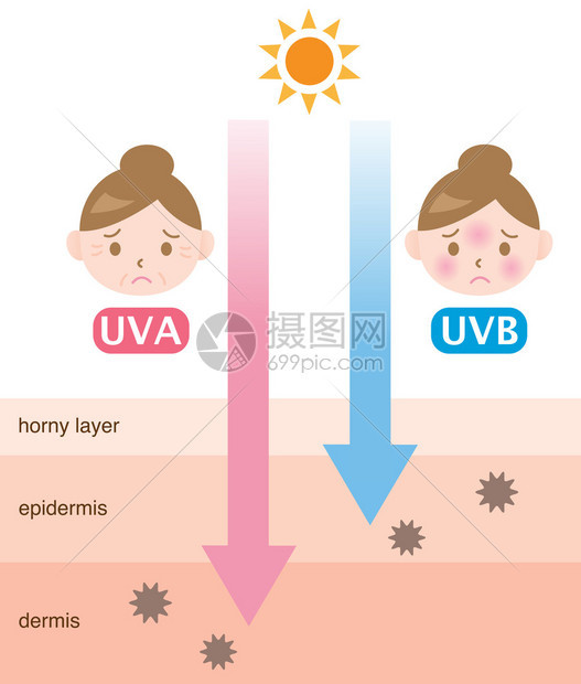 信息图表皮肤插图UVA和UVB射线穿透之间的区别图片