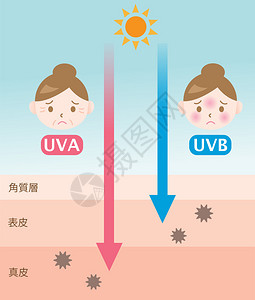 信息图表皮肤插图UVA和UVB射线穿透之间的区别图片