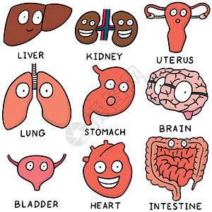 向量组的内脏卡通图片