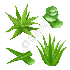 Aloevera植物实事求是背景图片