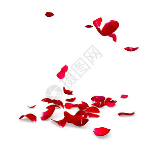 玫瑰花瓣倒在地上孤图片