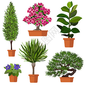 盆栽植物的插图图片