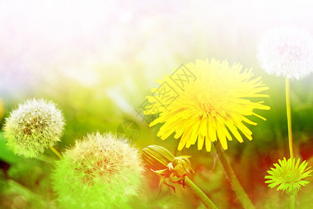 蓬松的蒲公英花以夏日风景为背景图片