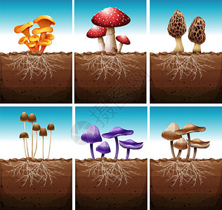 生长在地面插图的新鲜蘑菇图片