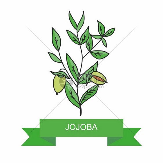 果实的Jojoba分图片