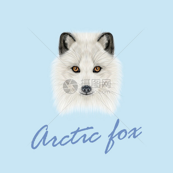 北极狐的光辉肖像蓝背景的极地狐图片