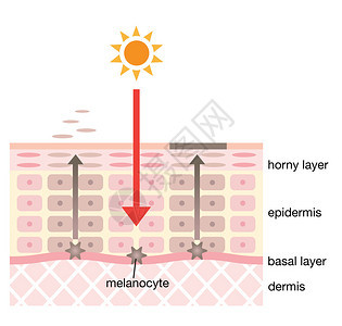 信息图表皮肤插图皮肤斑点机制图片