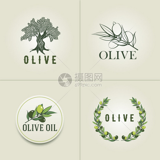 各种橄榄徽标设计模板橄榄枝橄榄树和橄图片