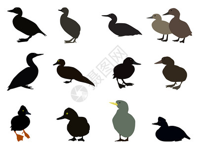 不同种类现有鸭子的一套硅影集矢量说明图片