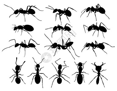 黑蚂蚁的剪影集图片