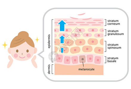 信息图表皮肤插图皮肤细胞更新图片