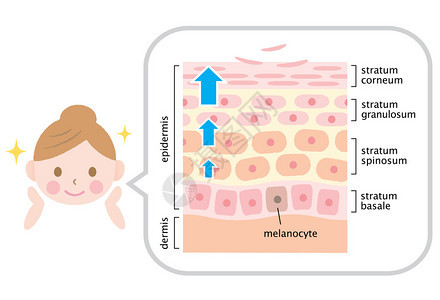 信息图表皮肤插图皮肤细胞更新图片