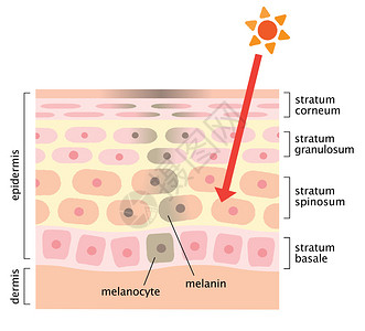 信息图表皮肤插图面部斑点的皮肤机制图片
