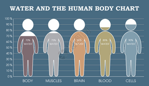 水和人体图表信息图背景图片