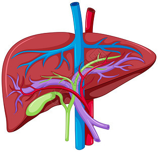 肝脏解剖图的特写图背景图片