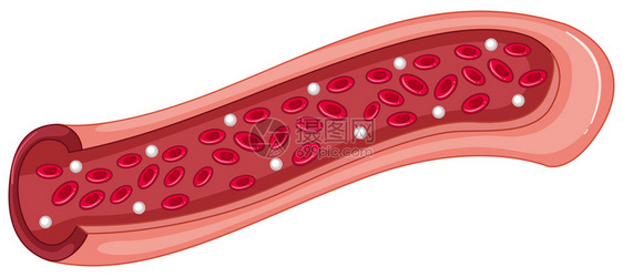 静脉插图中的红细胞图片