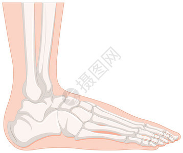 射线人脚骨图图片
