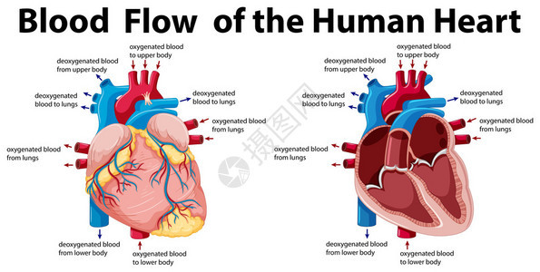 人的心脏图的血流背景图片