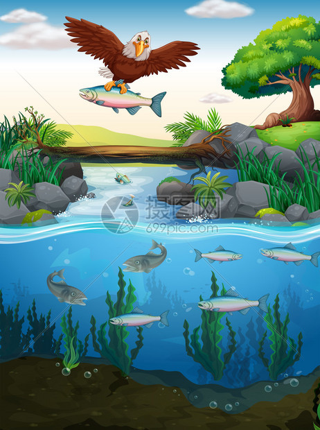 鹰在河里抓鱼的插图图片