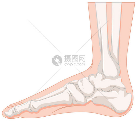 人体插画的脚骨图片