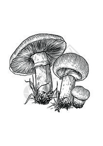 雕刻绘制的矢量蘑菇图片
